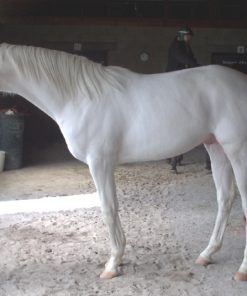 White horses and colored horses