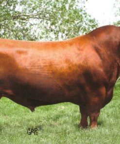 Red Angus beef