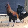 Mong Chicken