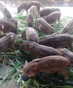 Wild boar breeding stock