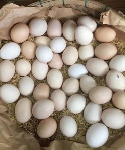 Chicken eggs