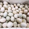 Duck Eggs