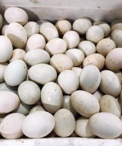 Duck Eggs