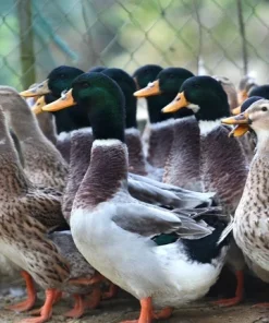 Green-necked Muscovy duck