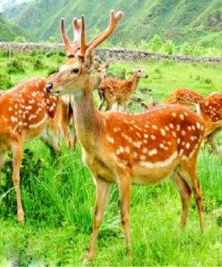 Deer breed