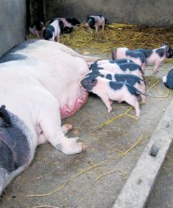 Vietnamese native pigs
