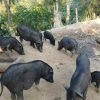 Black Pig, Wild Boar