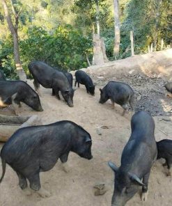 Black Pig, Wild Boar